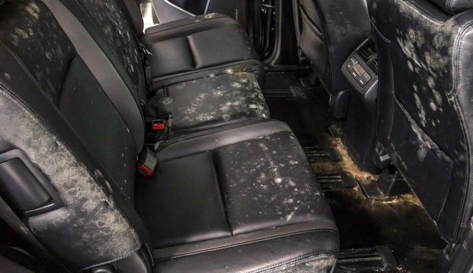 Traitement moisissure auto Nantes